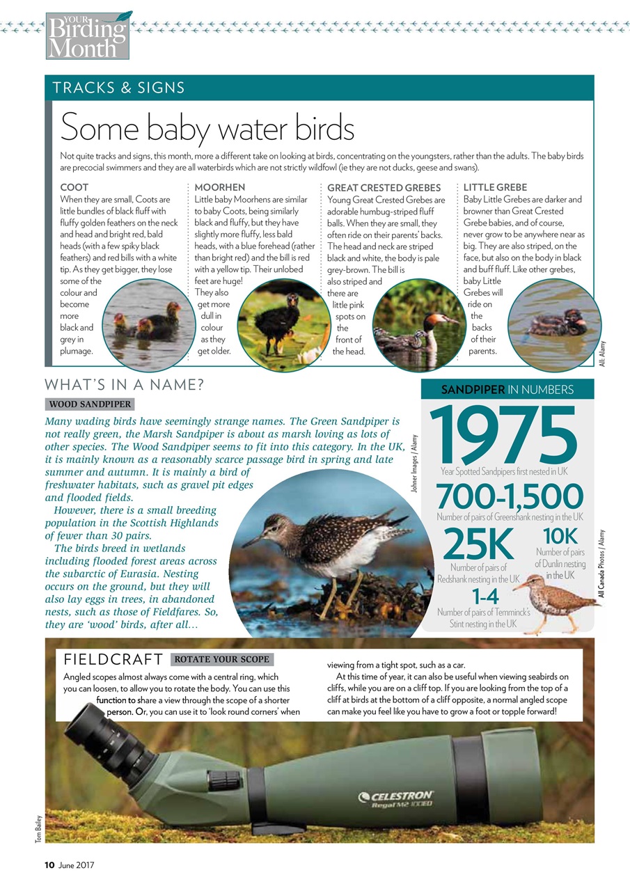 Bird Watching Preview Pages