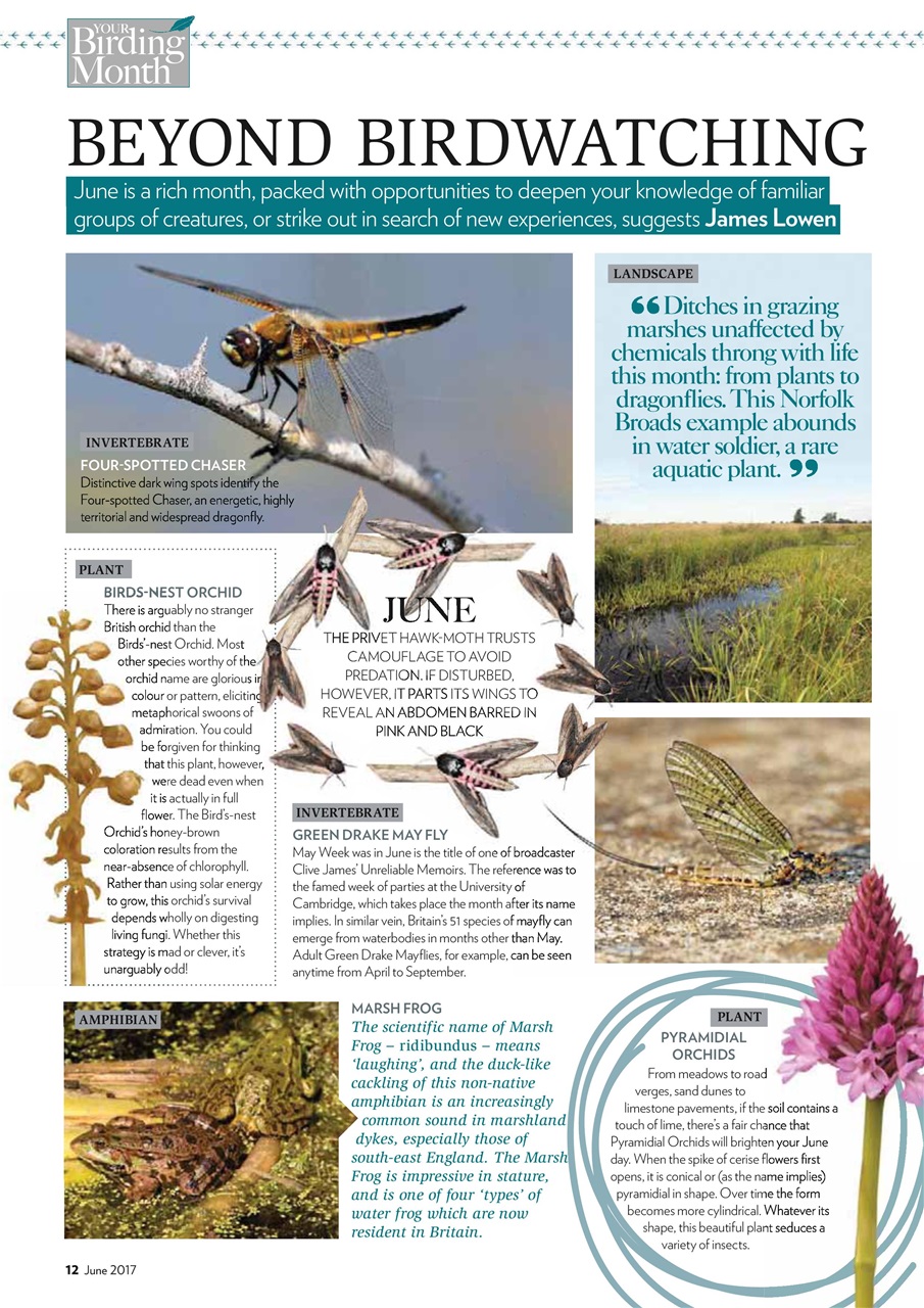 Bird Watching Preview Pages
