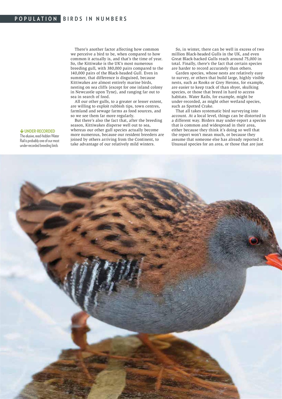 Bird Watching Preview Pages