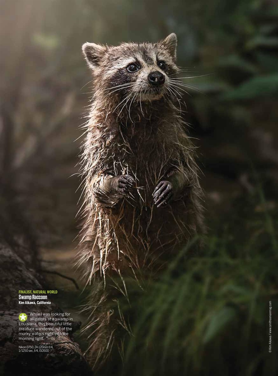 N-Photo Preview Pages