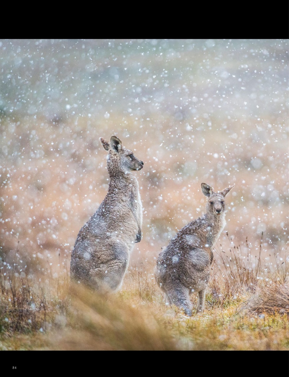 OUTBACK Magazine Preview Pages