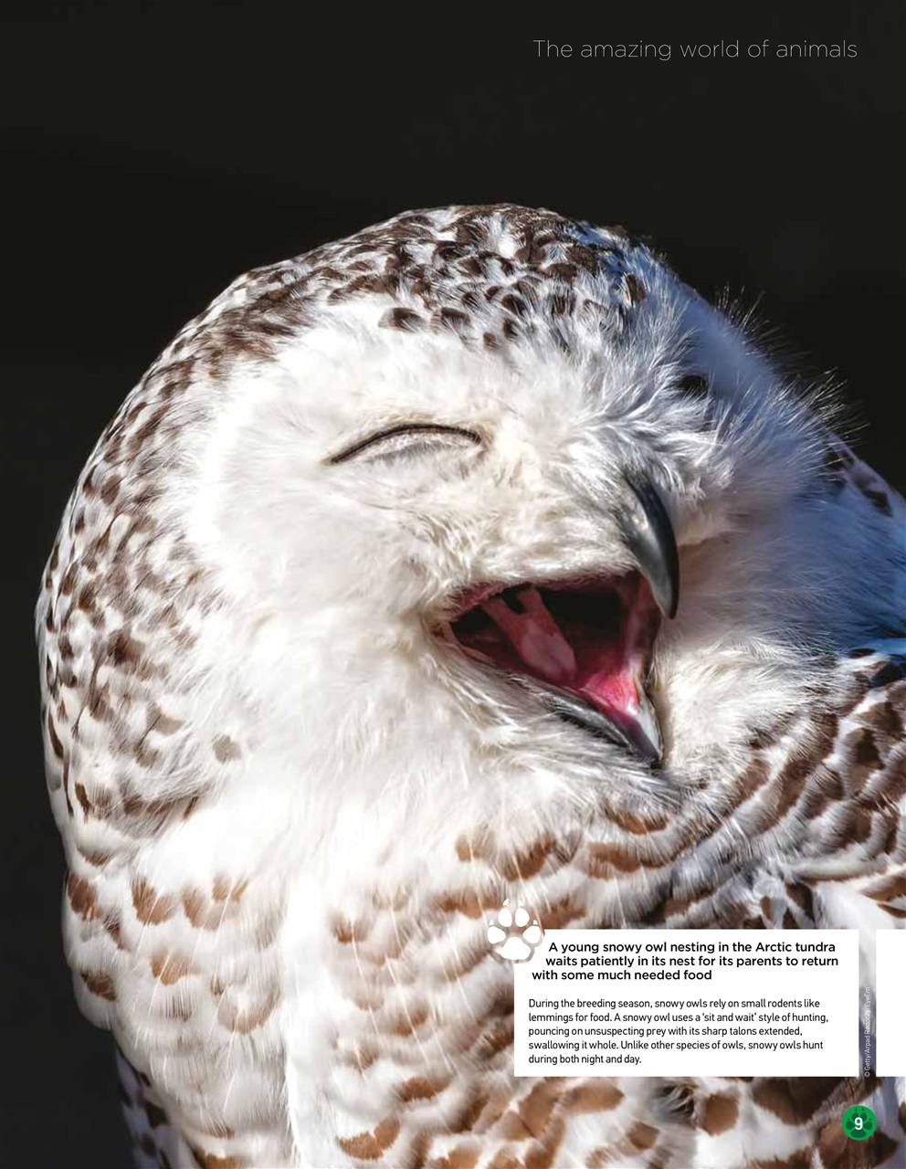World of Animals Preview Pages