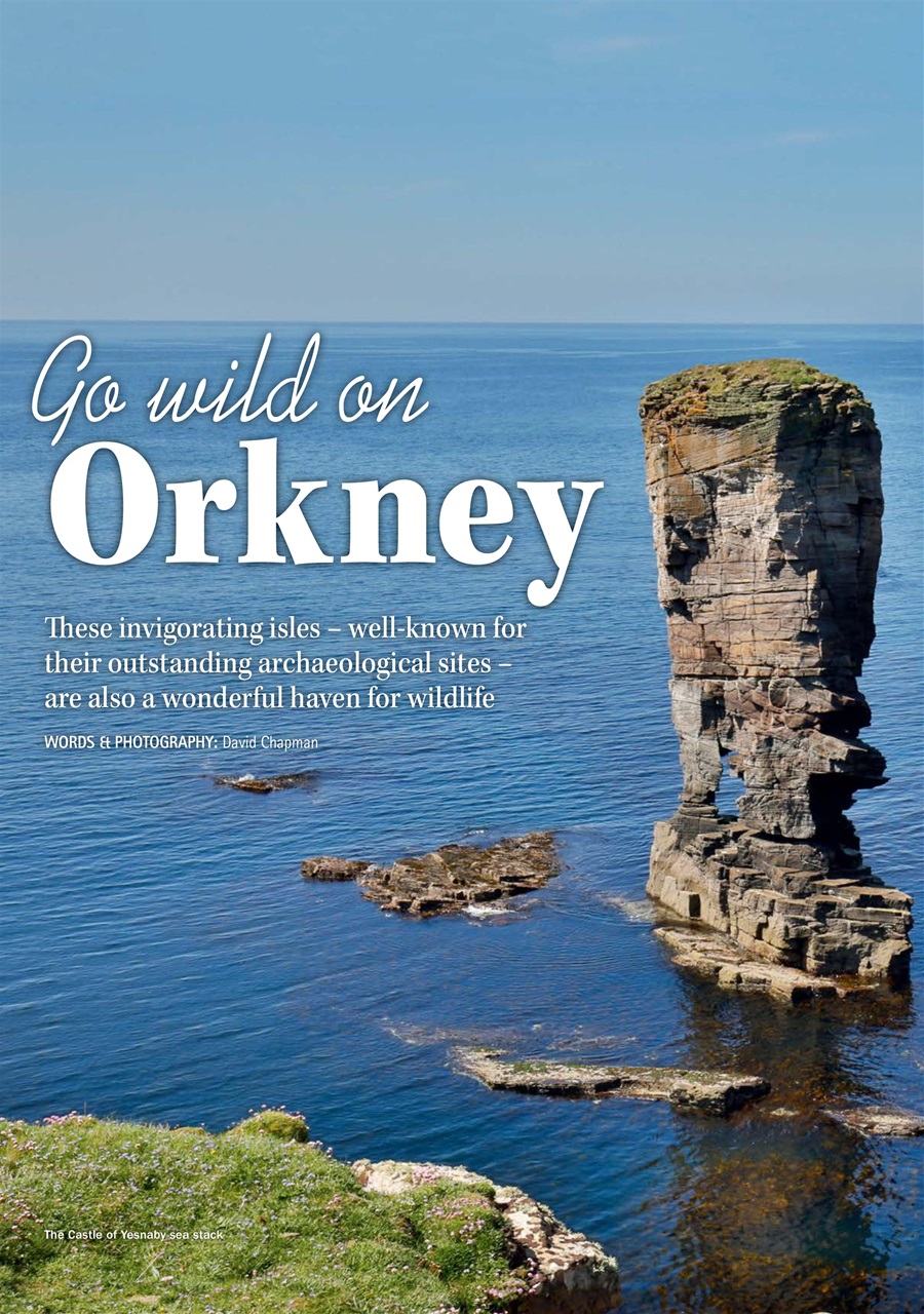 MMM magazine Preview Pages