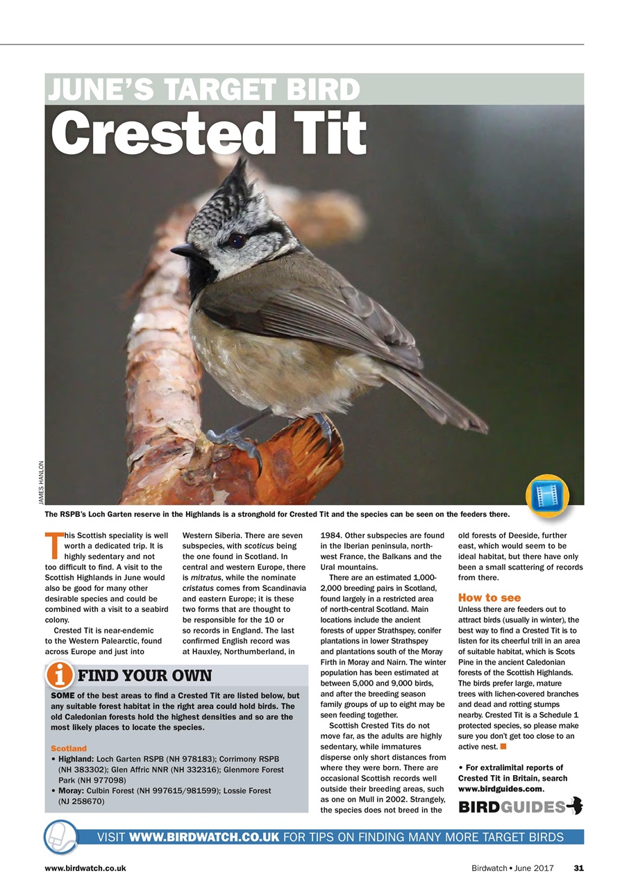 Birdwatch Magazine Preview Pages