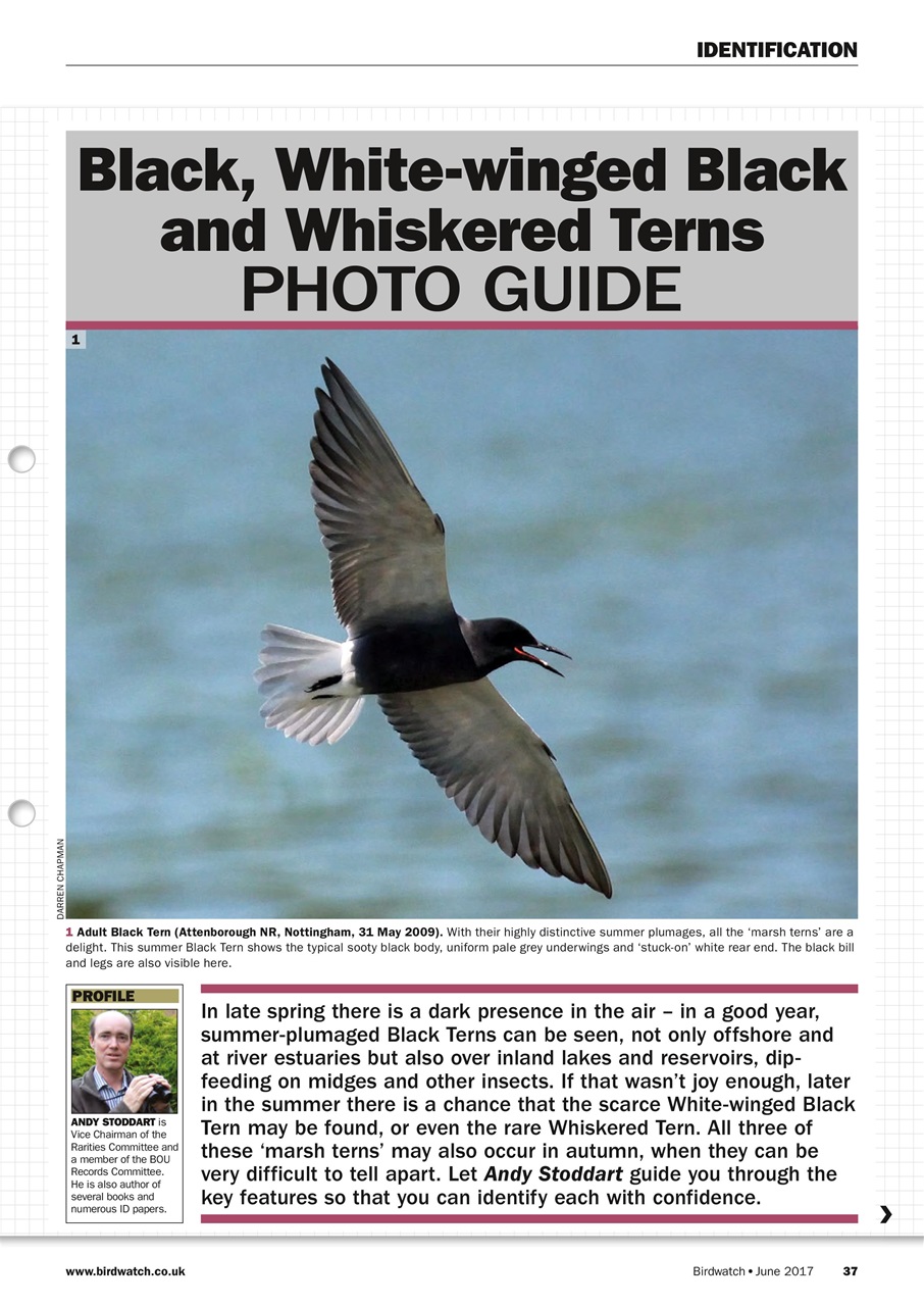 Birdwatch Magazine Preview Pages