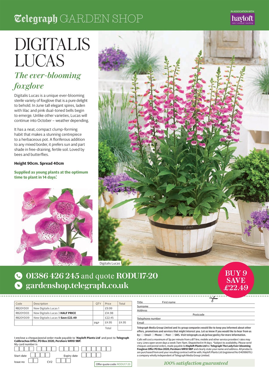 The Lady Preview Pages