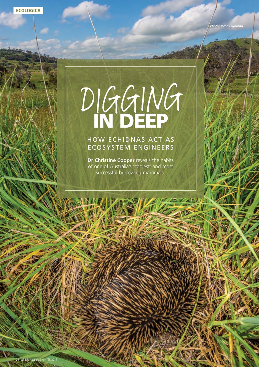 Wildlife Australia Preview Pages