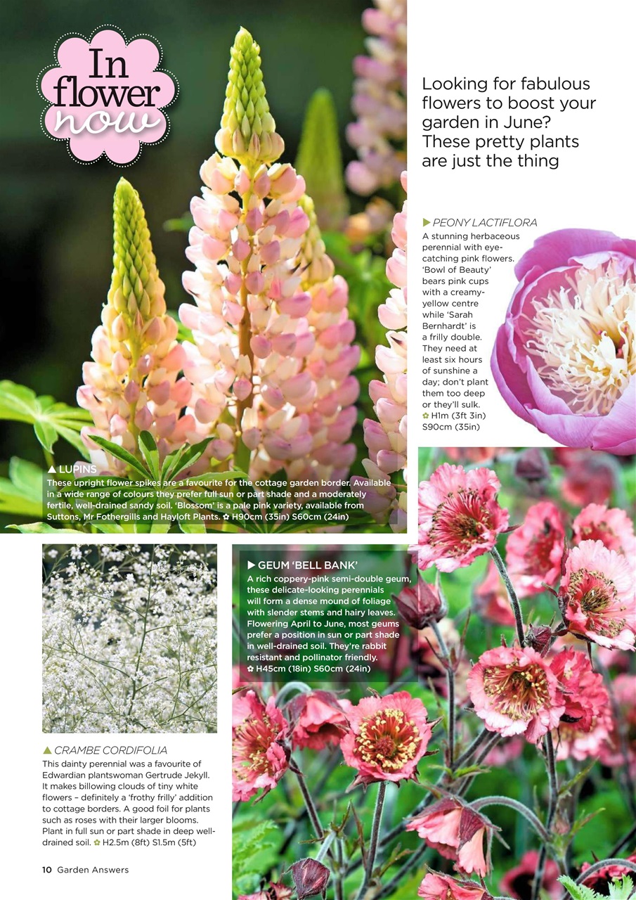 Garden Answers Preview Pages