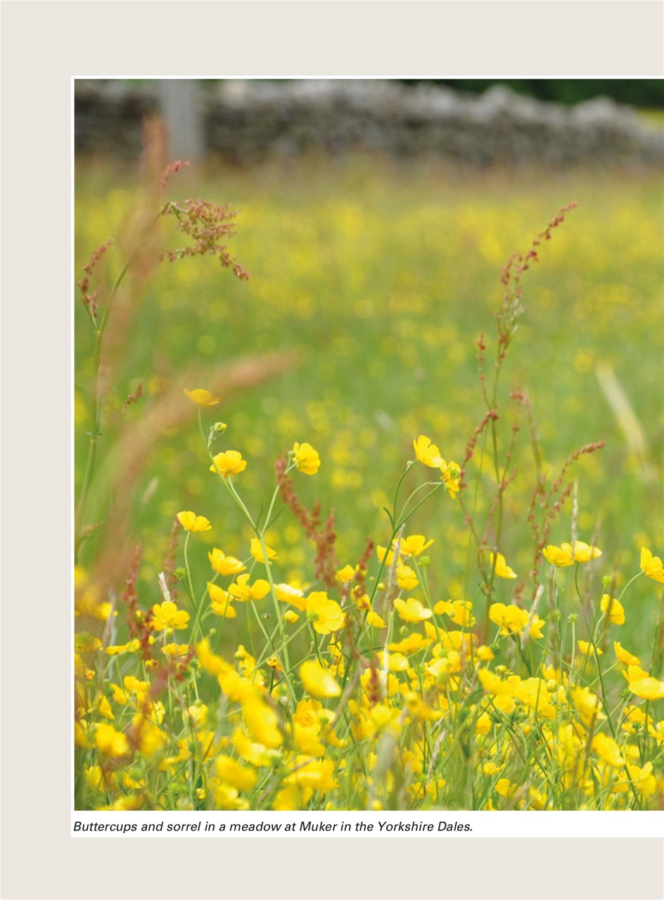 Evergreen Preview Pages