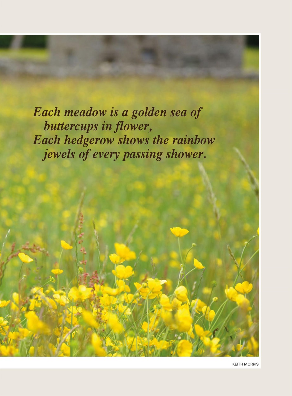 Evergreen Preview Pages