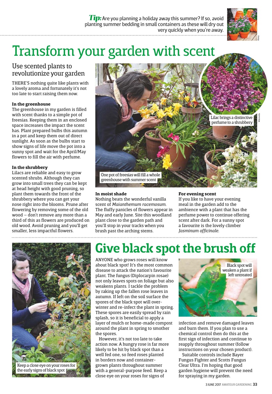 Amateur Gardening Preview Pages