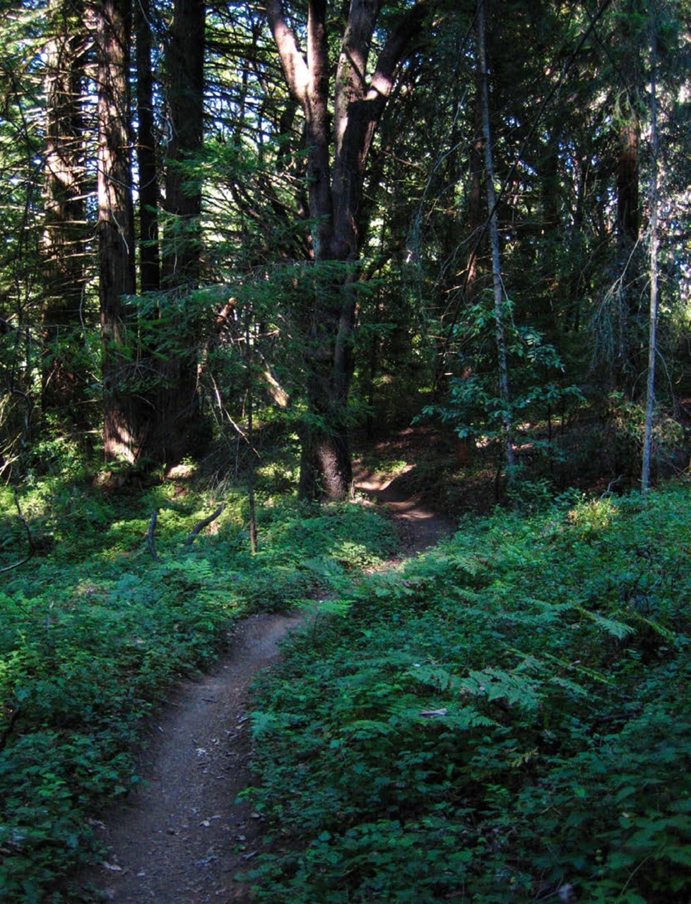 Singletrack Preview Pages