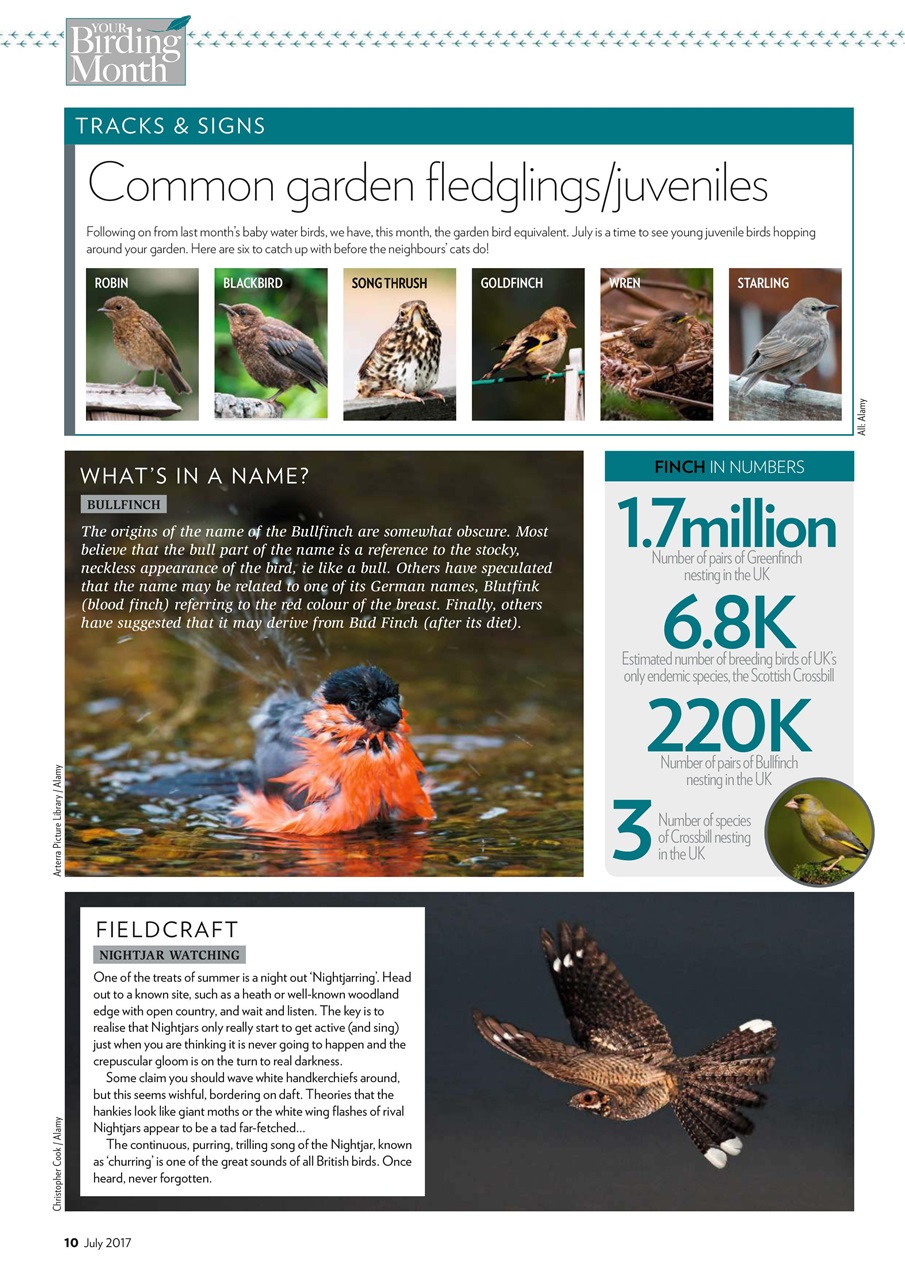 Bird Watching Preview Pages