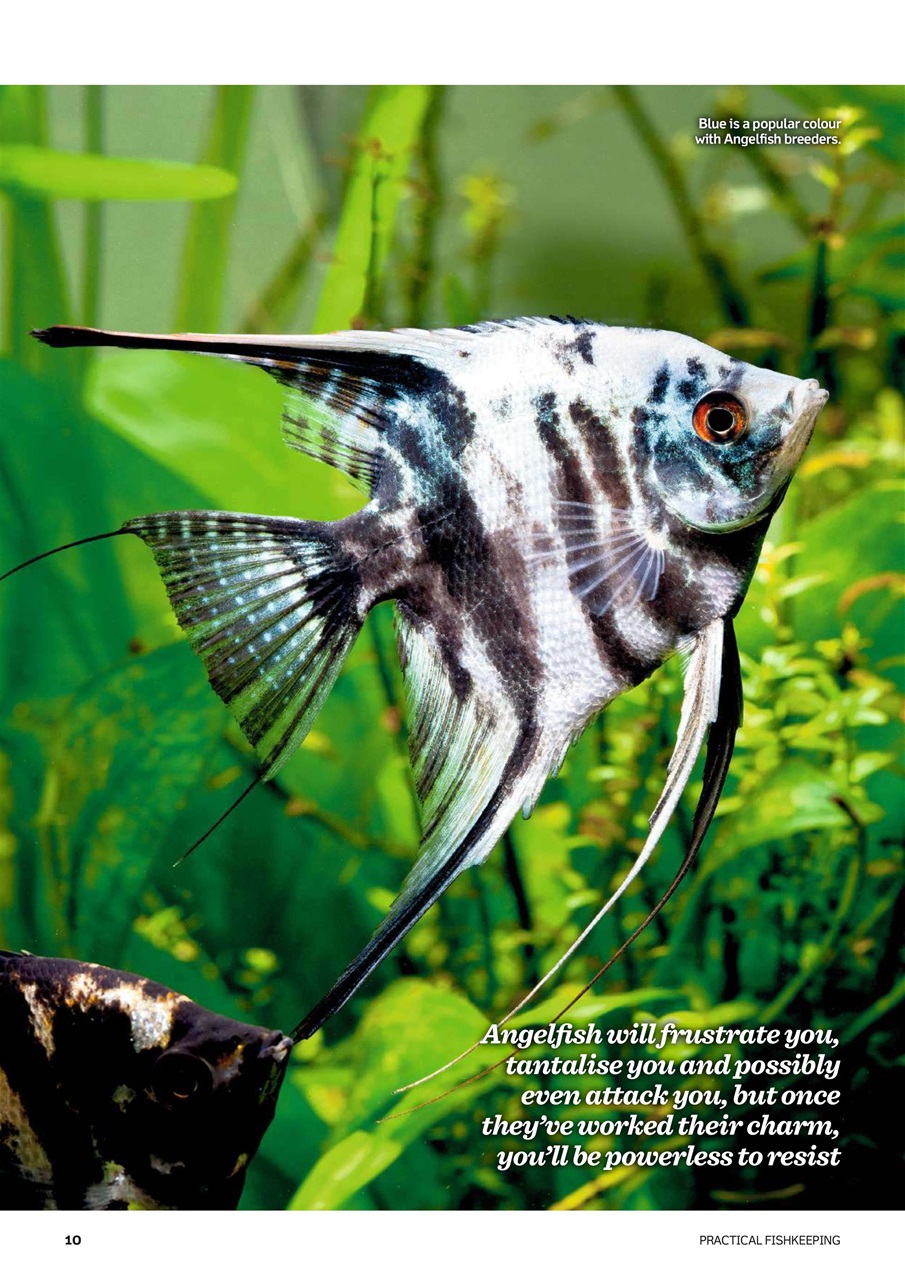 Practical Fishkeeping Preview Pages