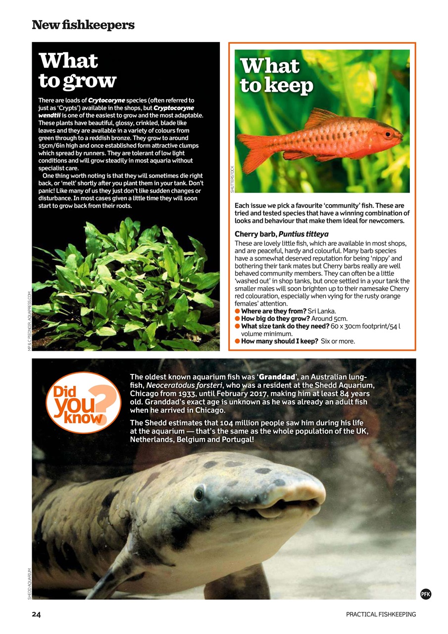 Practical Fishkeeping Preview Pages