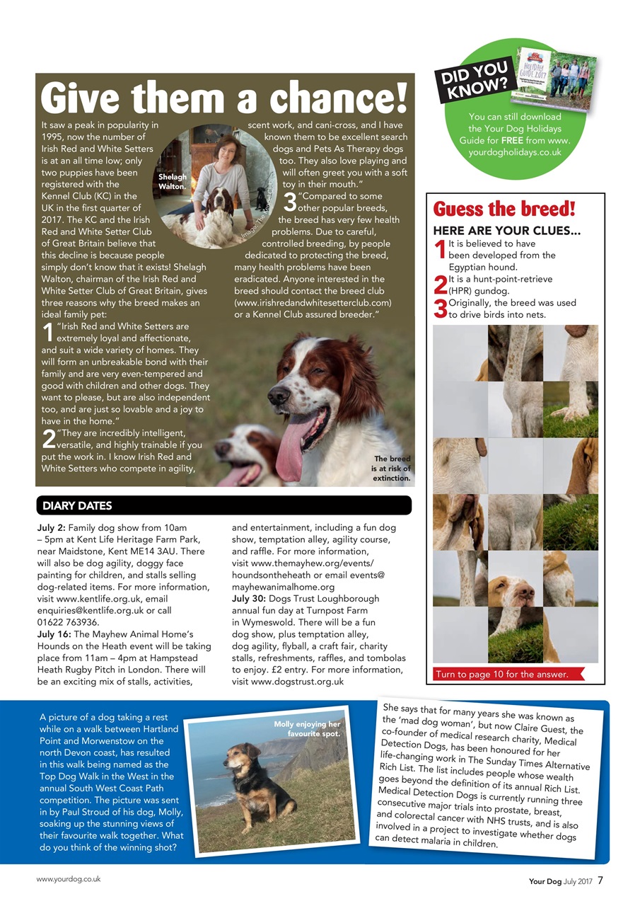 Your Dog Preview Pages