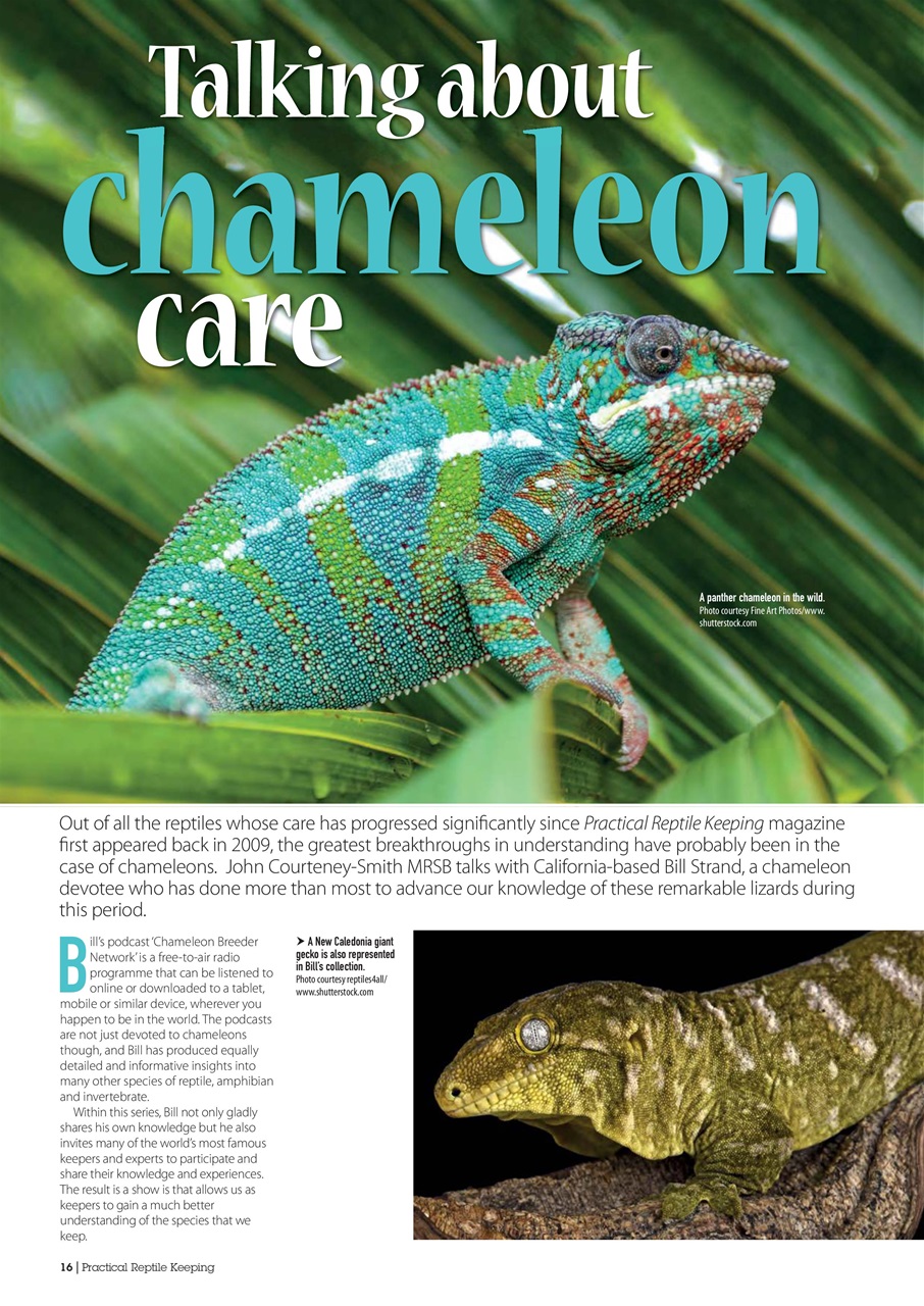 Practical Reptile Keeping Preview Pages