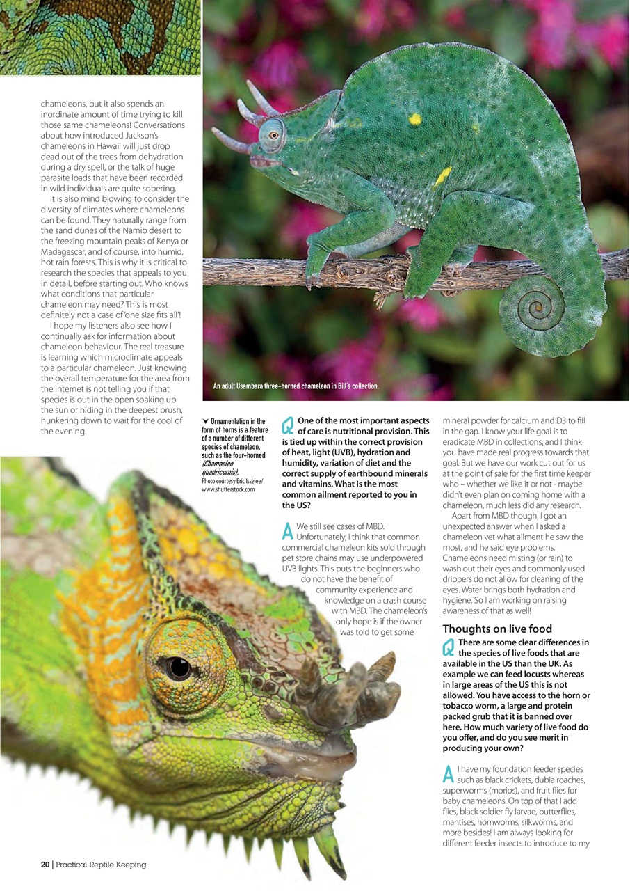 Practical Reptile Keeping Preview Pages