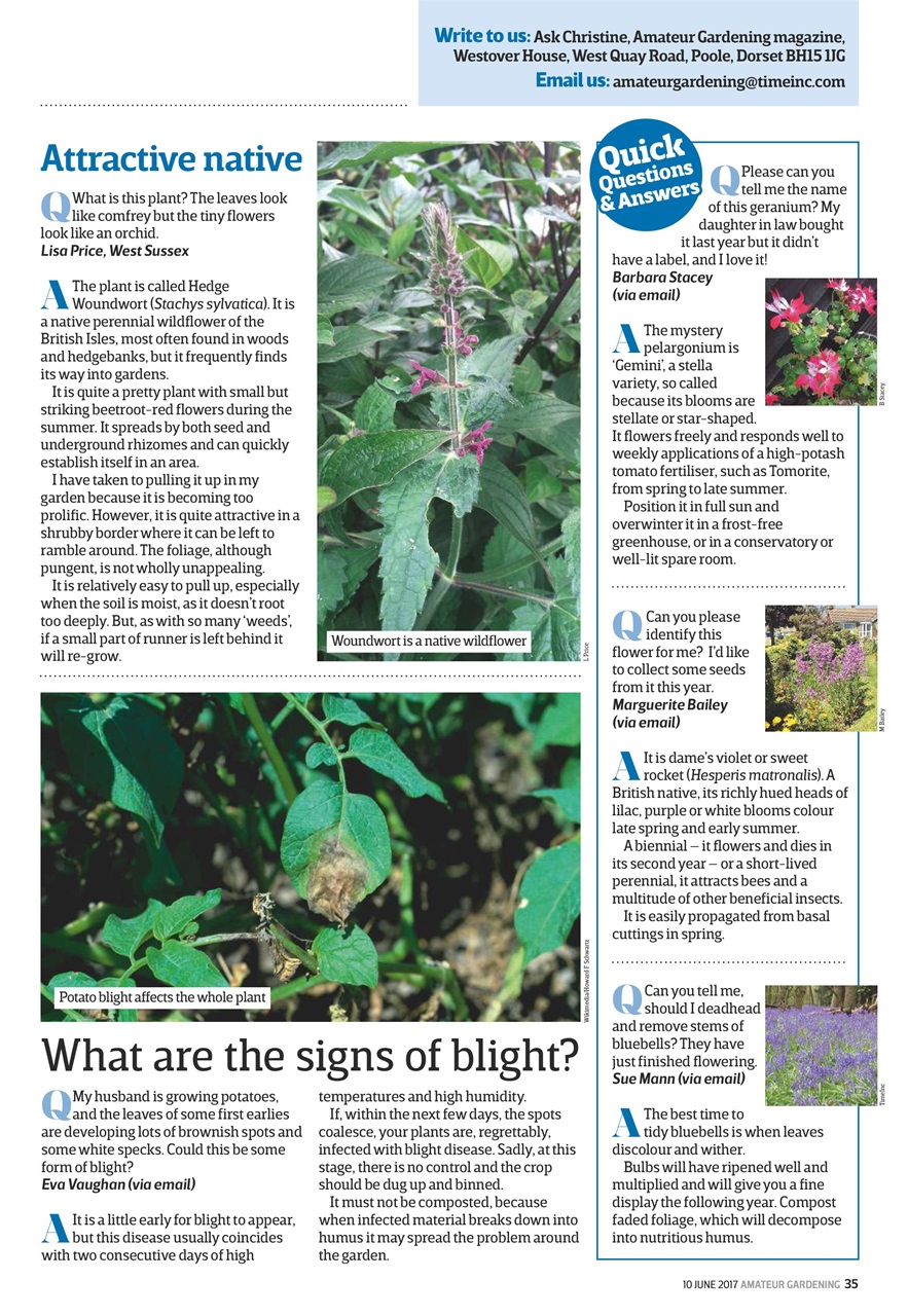 Amateur Gardening Preview Pages