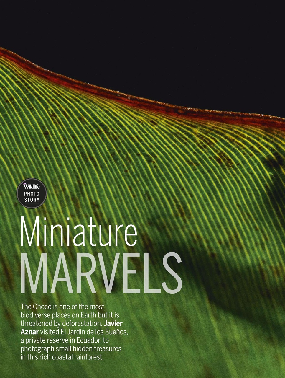 BBC Wildlife Magazine Preview Pages