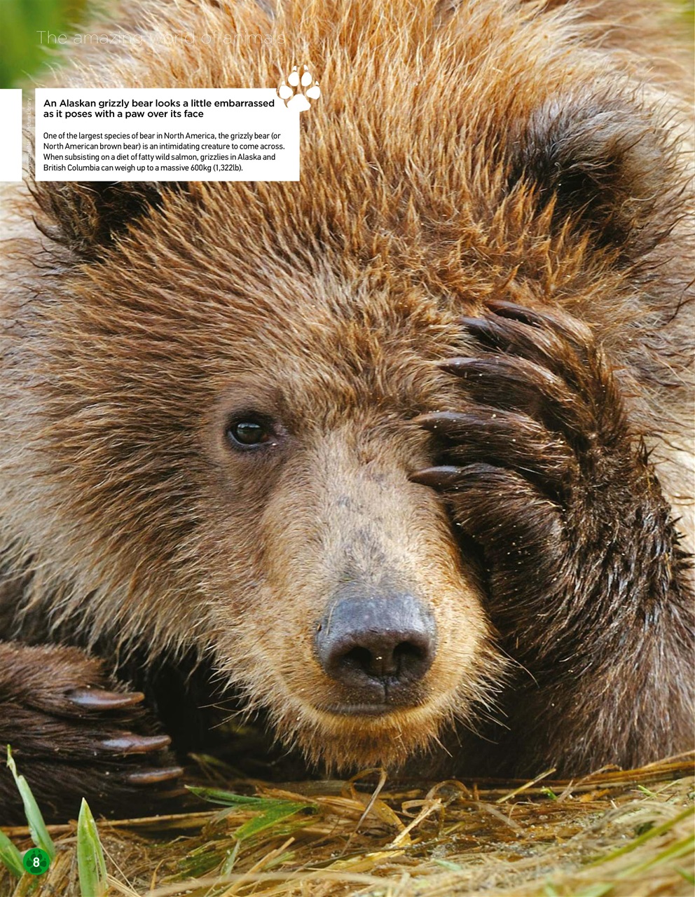 World of Animals Preview Pages