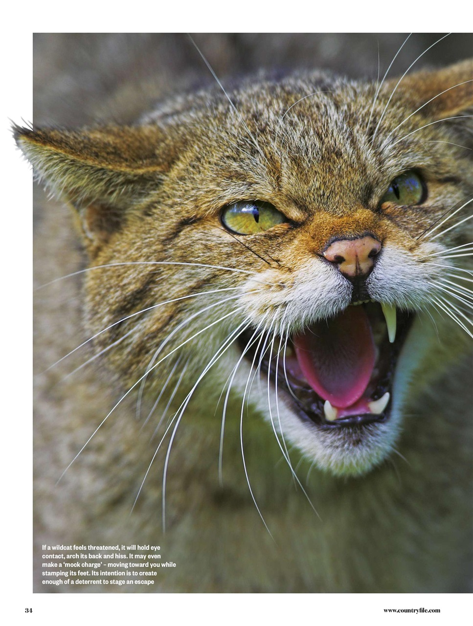 BBC Countryfile Magazine Preview Pages
