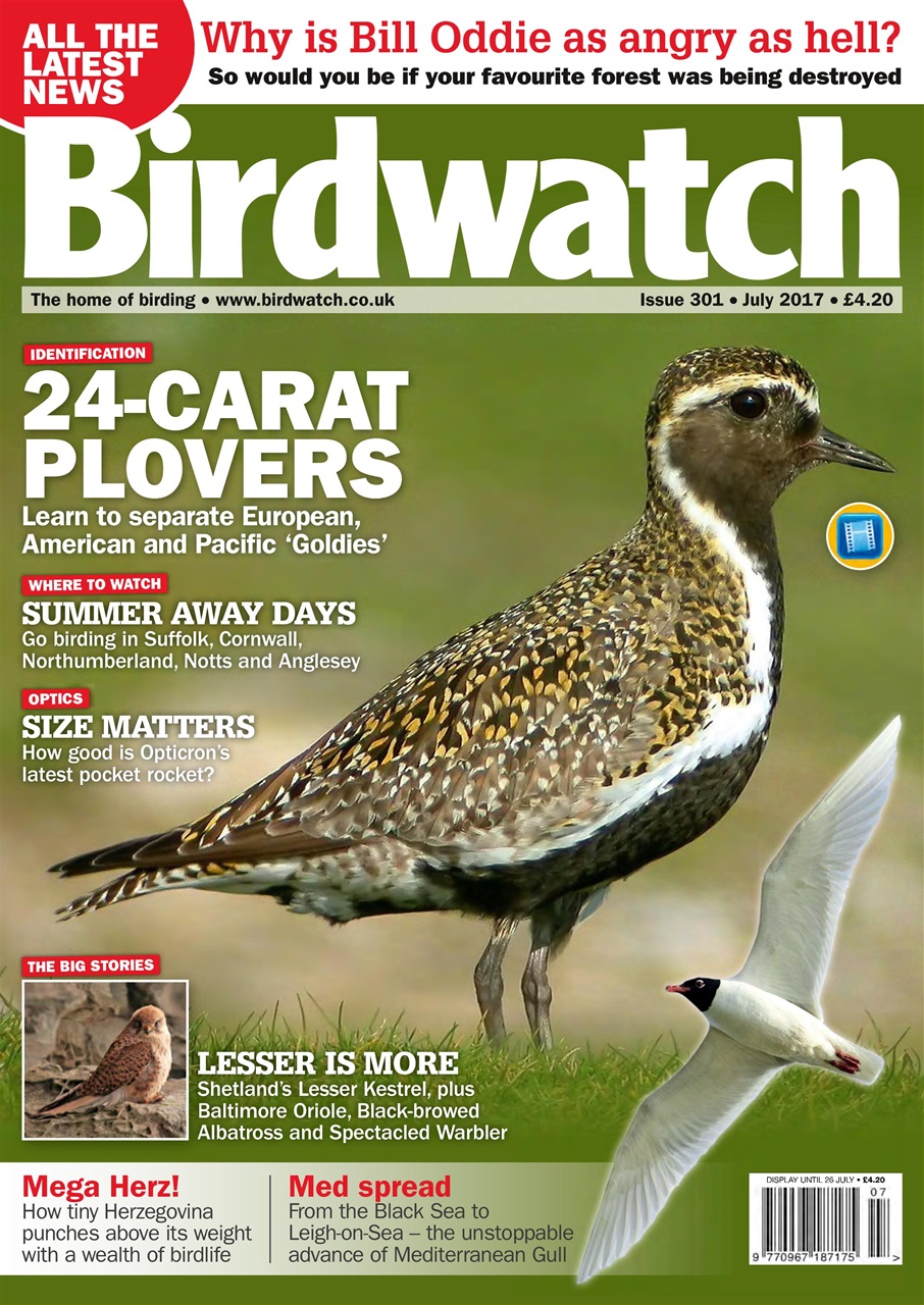 Birdwatch Magazine Preview Pages