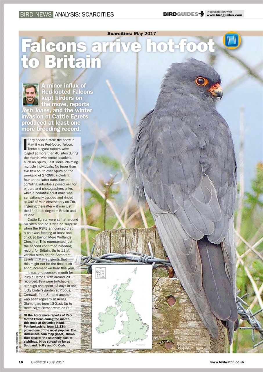 Birdwatch Magazine Preview Pages