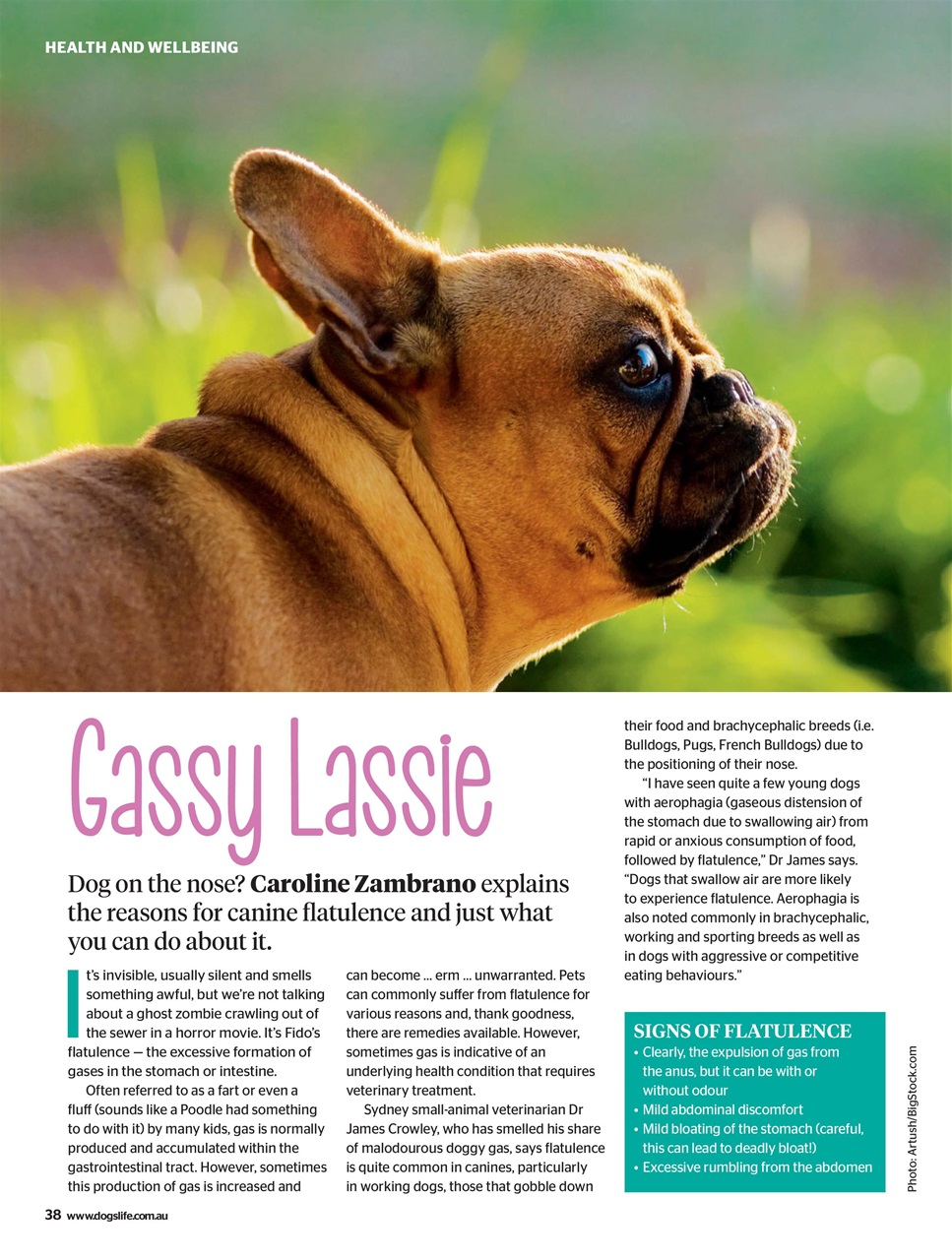 Dogs Life Preview Pages