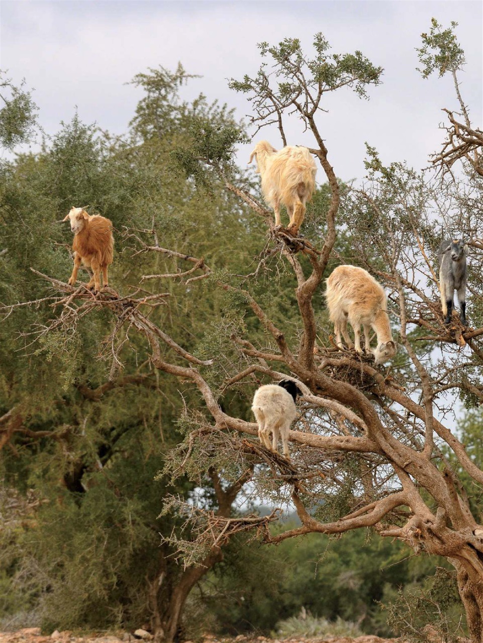 TIME Magazine Europe Preview Pages