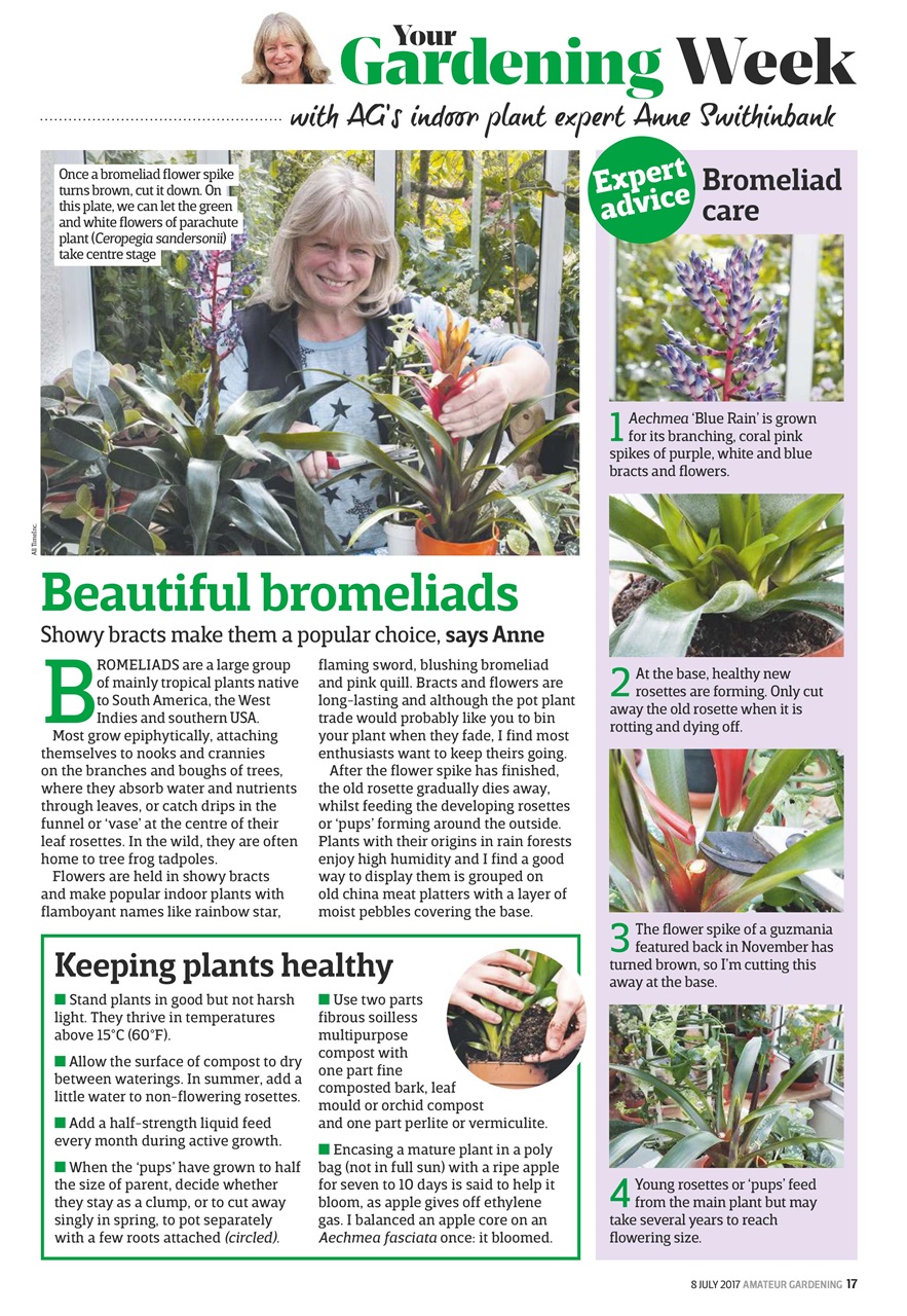 Amateur Gardening Preview Pages