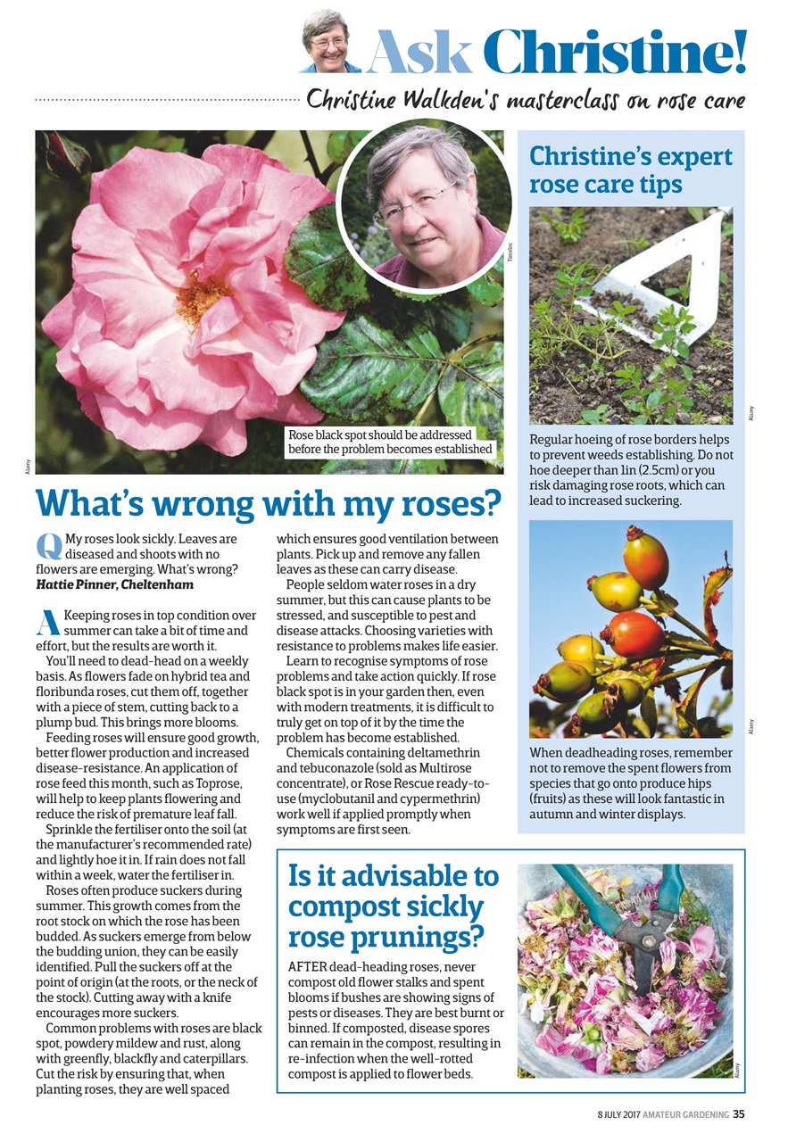 Amateur Gardening Preview Pages