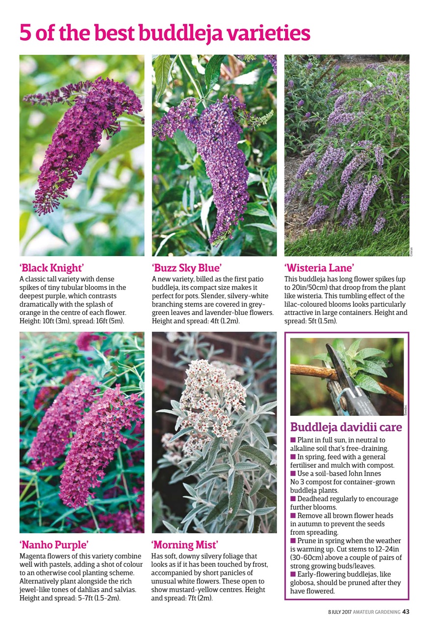 Amateur Gardening Preview Pages