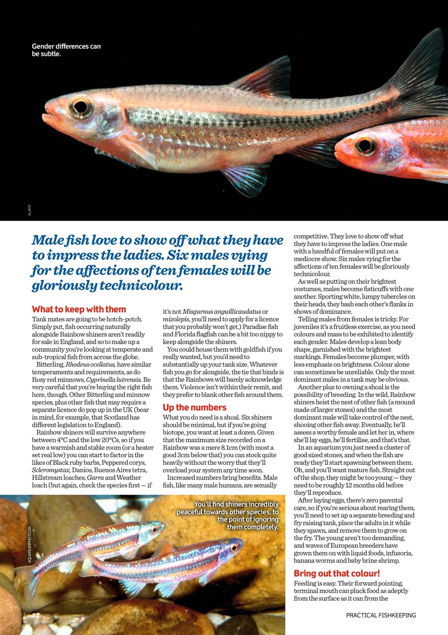 Practical Fishkeeping Preview Pages