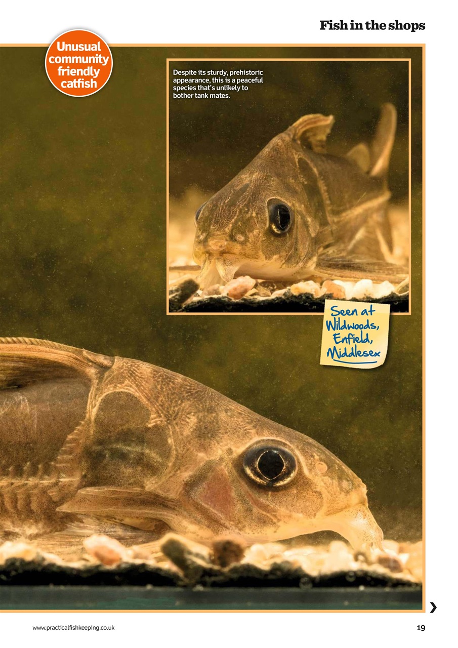 Practical Fishkeeping Preview Pages
