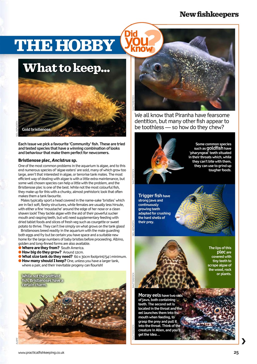 Practical Fishkeeping Preview Pages