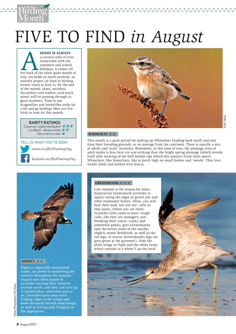 Bird Watching Preview Pages