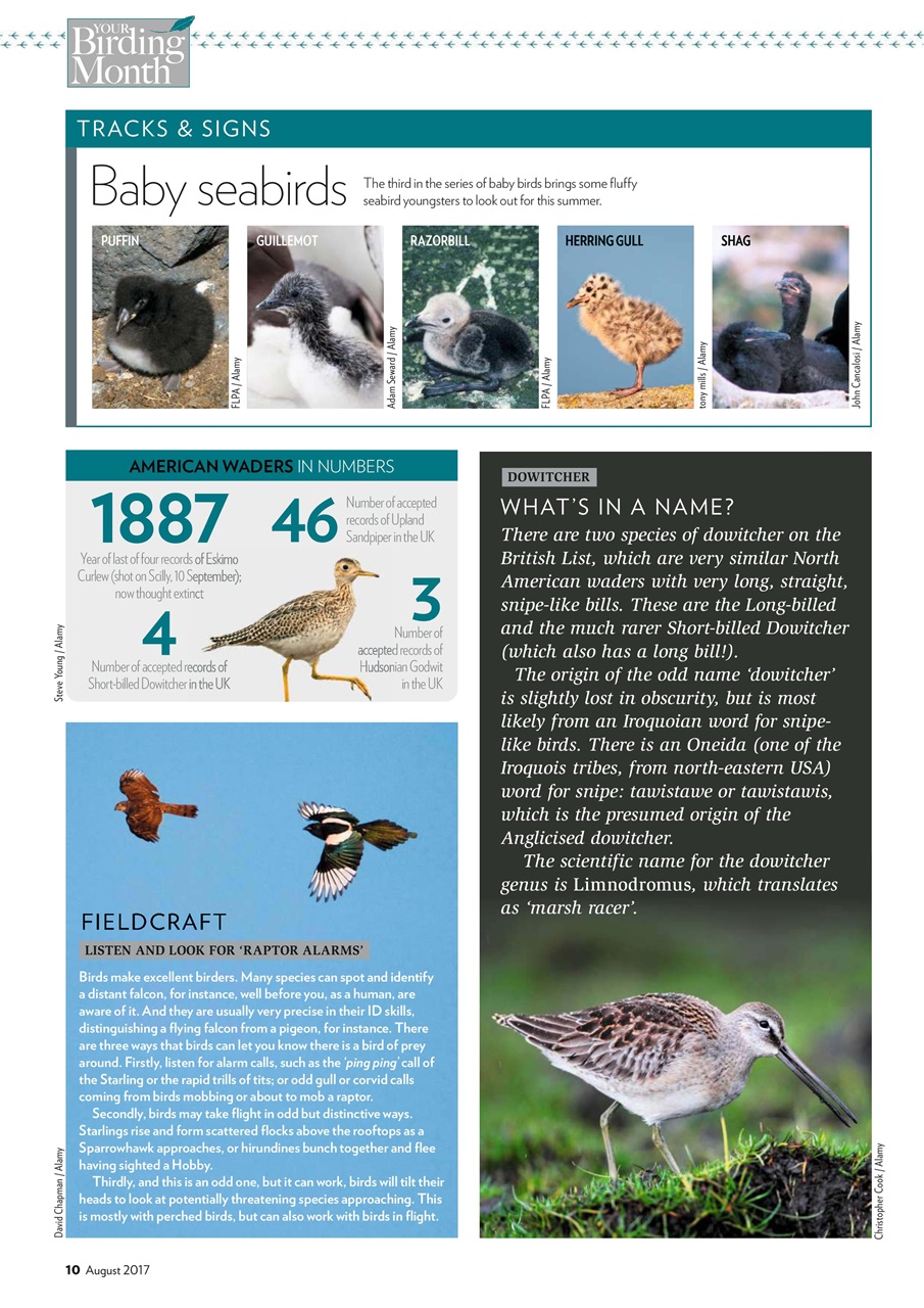 Bird Watching Preview Pages