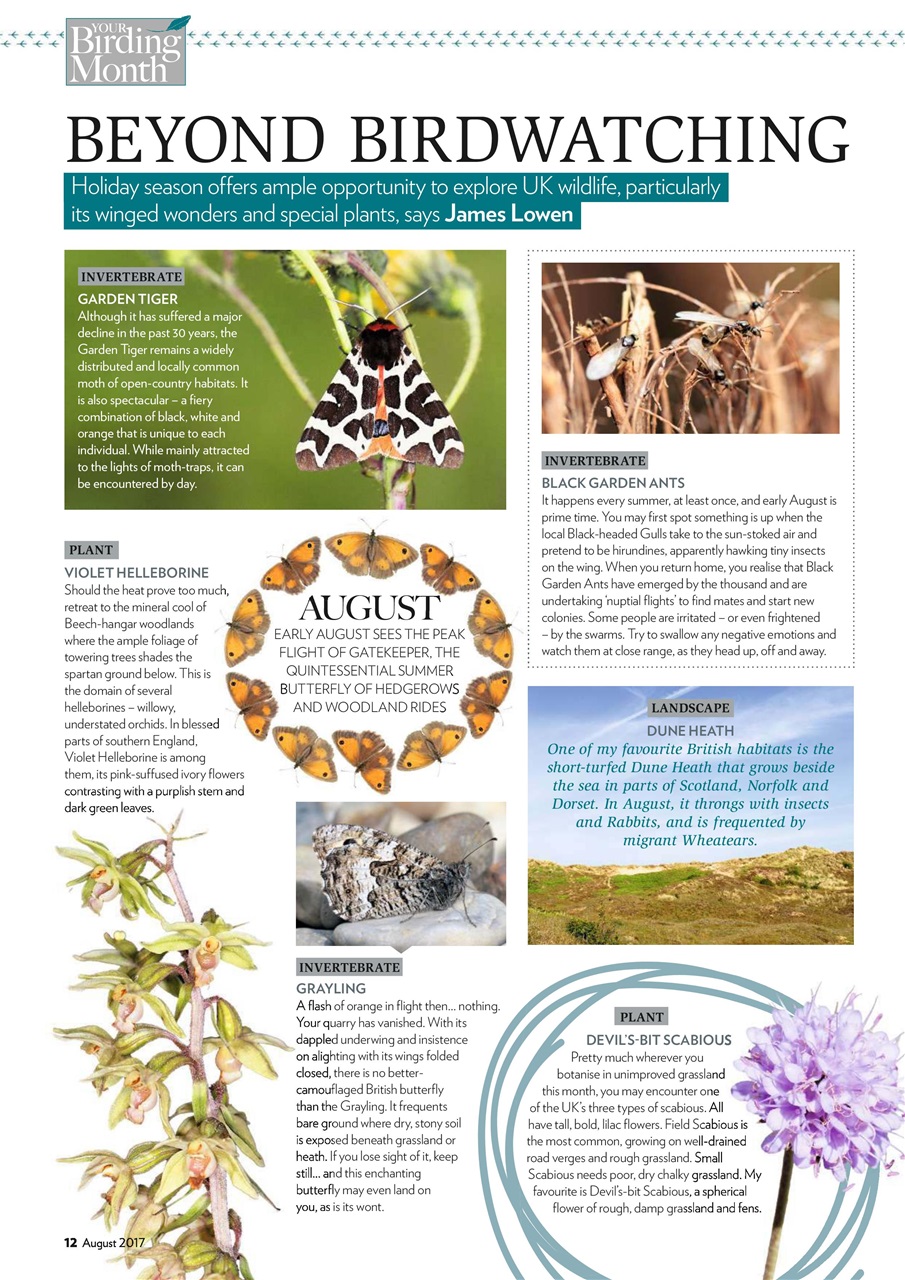 Bird Watching Preview Pages