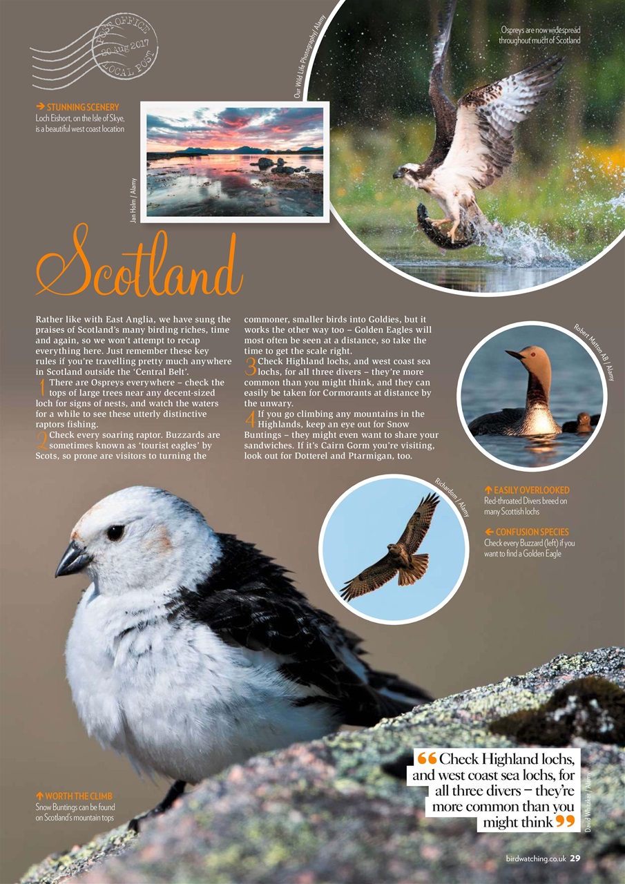 Bird Watching Preview Pages