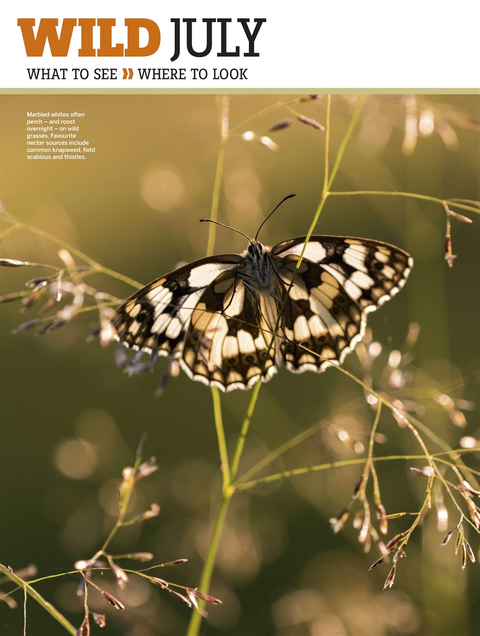 BBC Wildlife Magazine Preview Pages