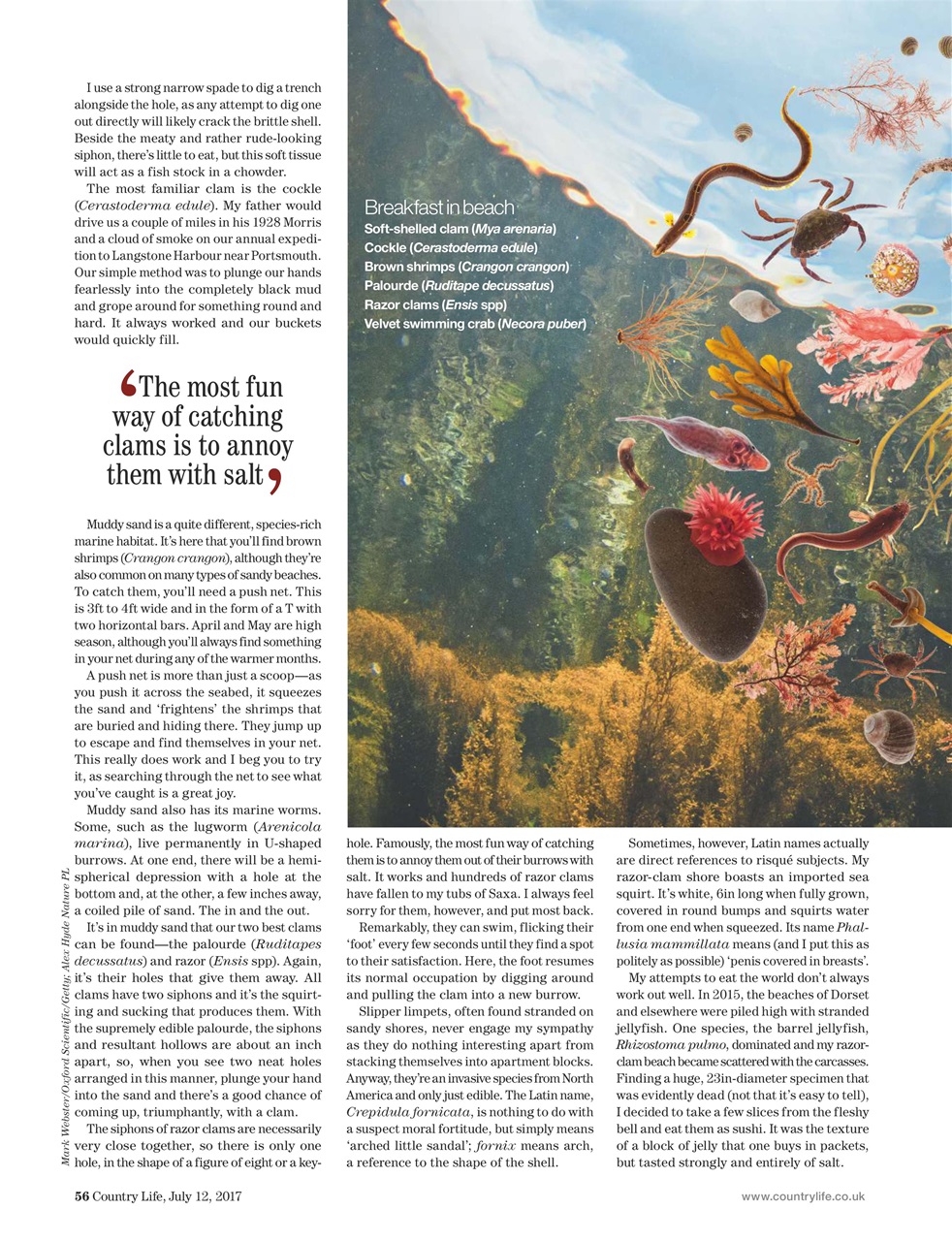 Country Life Preview Pages