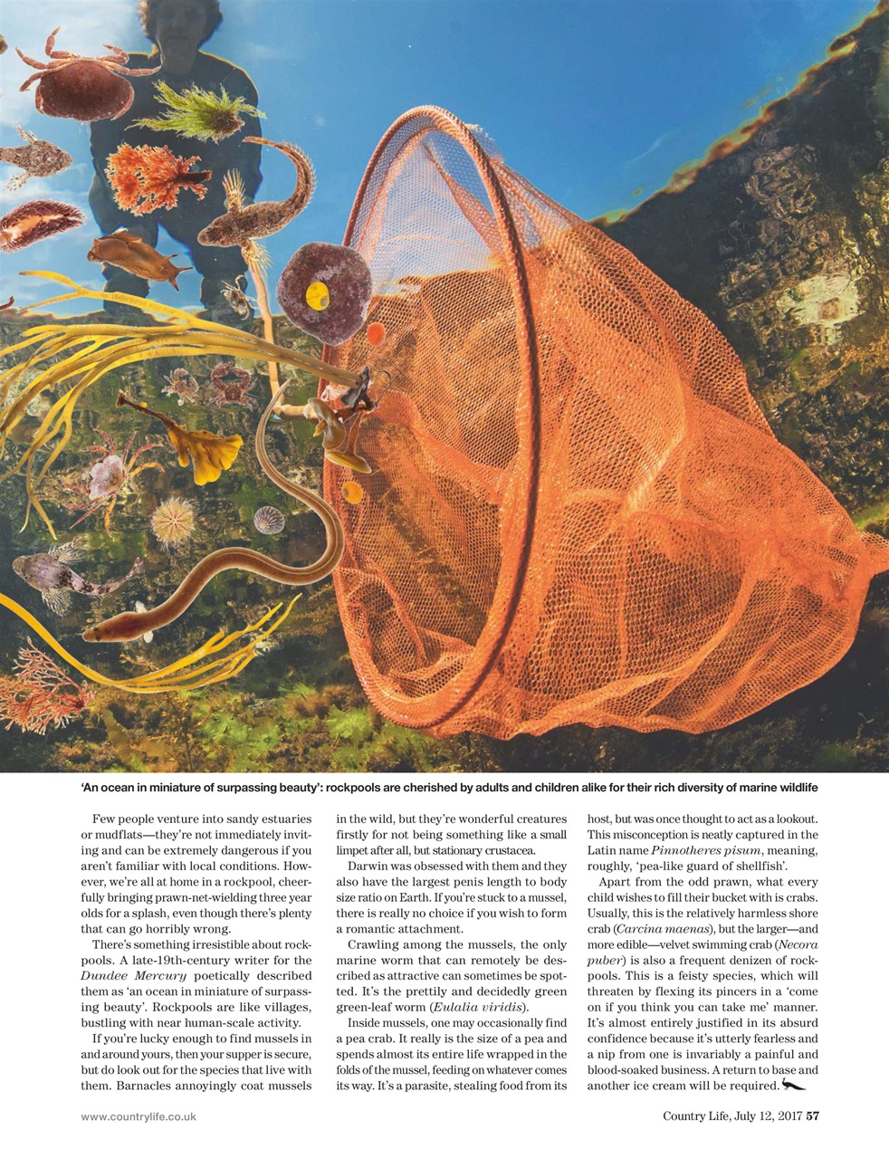 Country Life Preview Pages