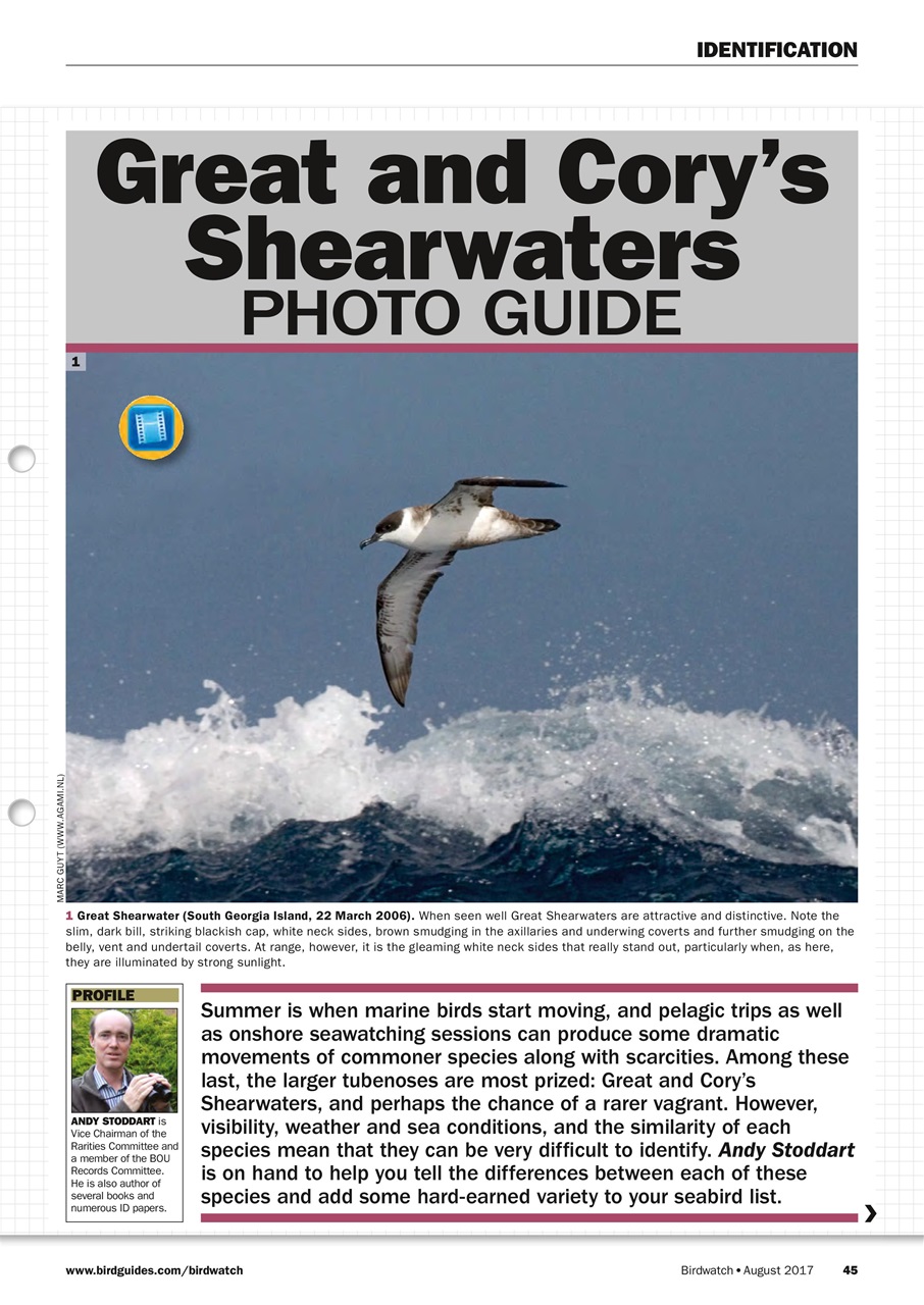 Birdwatch Magazine Preview Pages