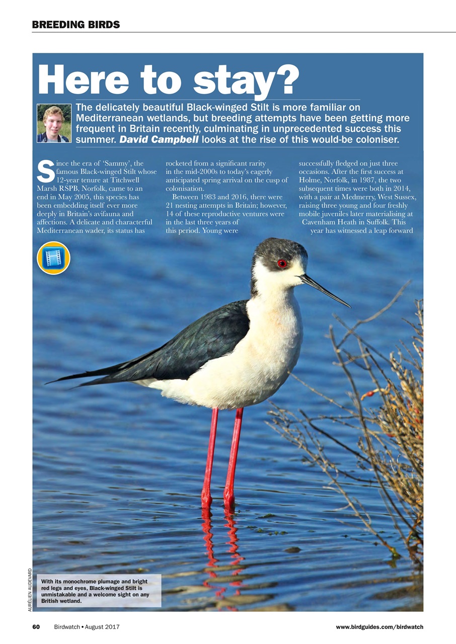 Birdwatch Magazine Preview Pages