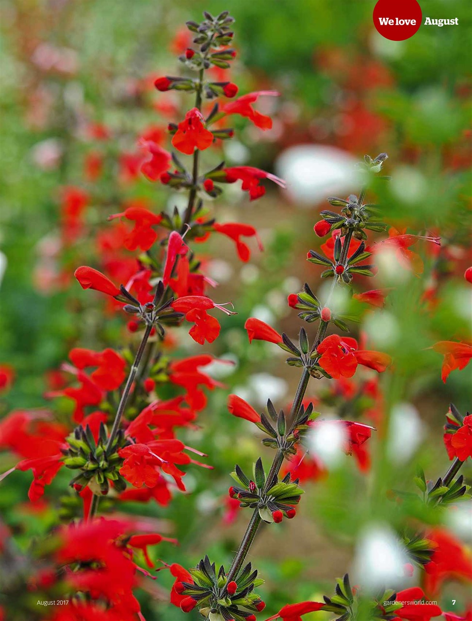 BBC Gardeners’ World Magazine Preview Pages