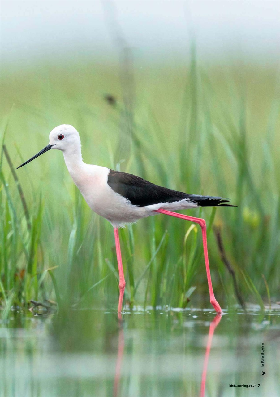 Bird Watching Preview Pages