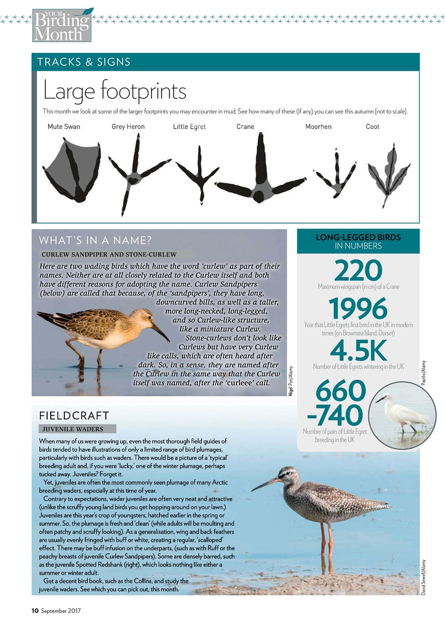 Bird Watching Preview Pages