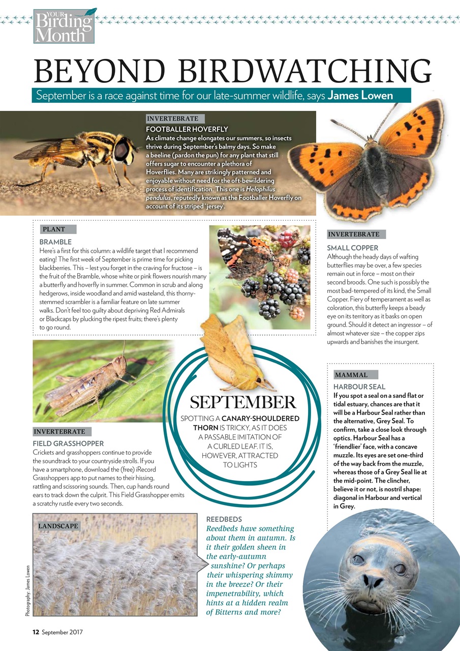 Bird Watching Preview Pages