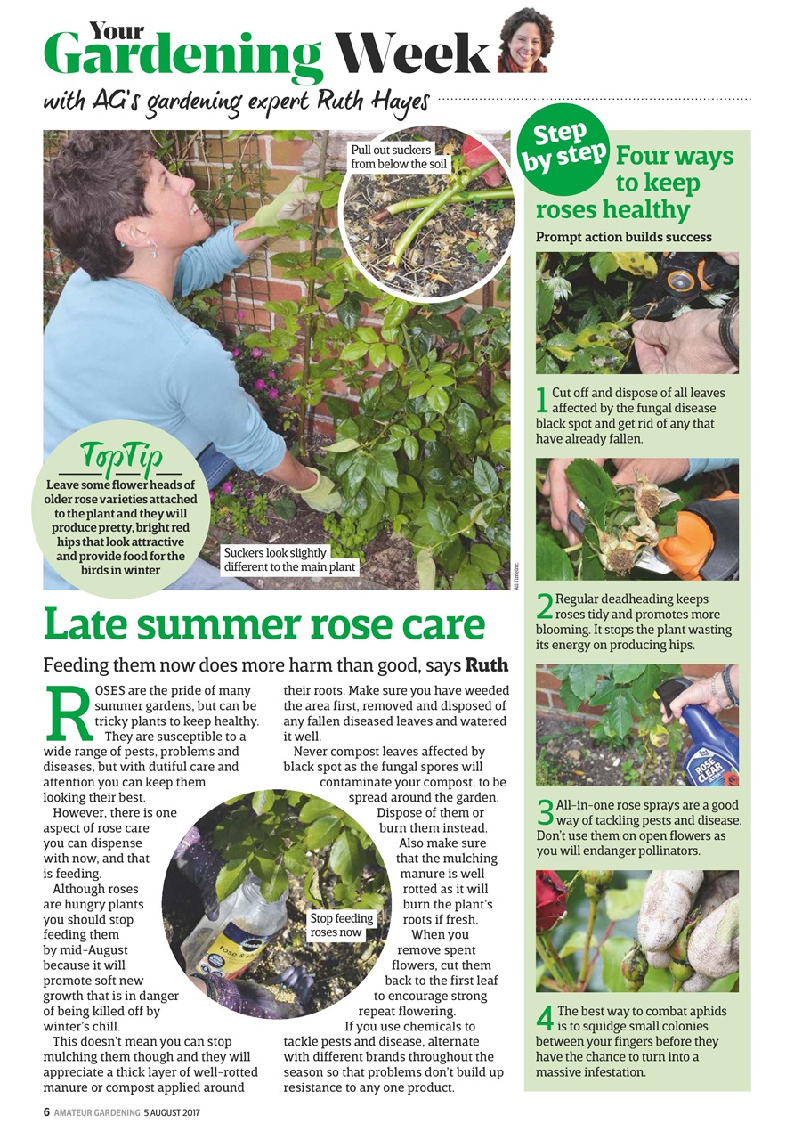Amateur Gardening Preview Pages